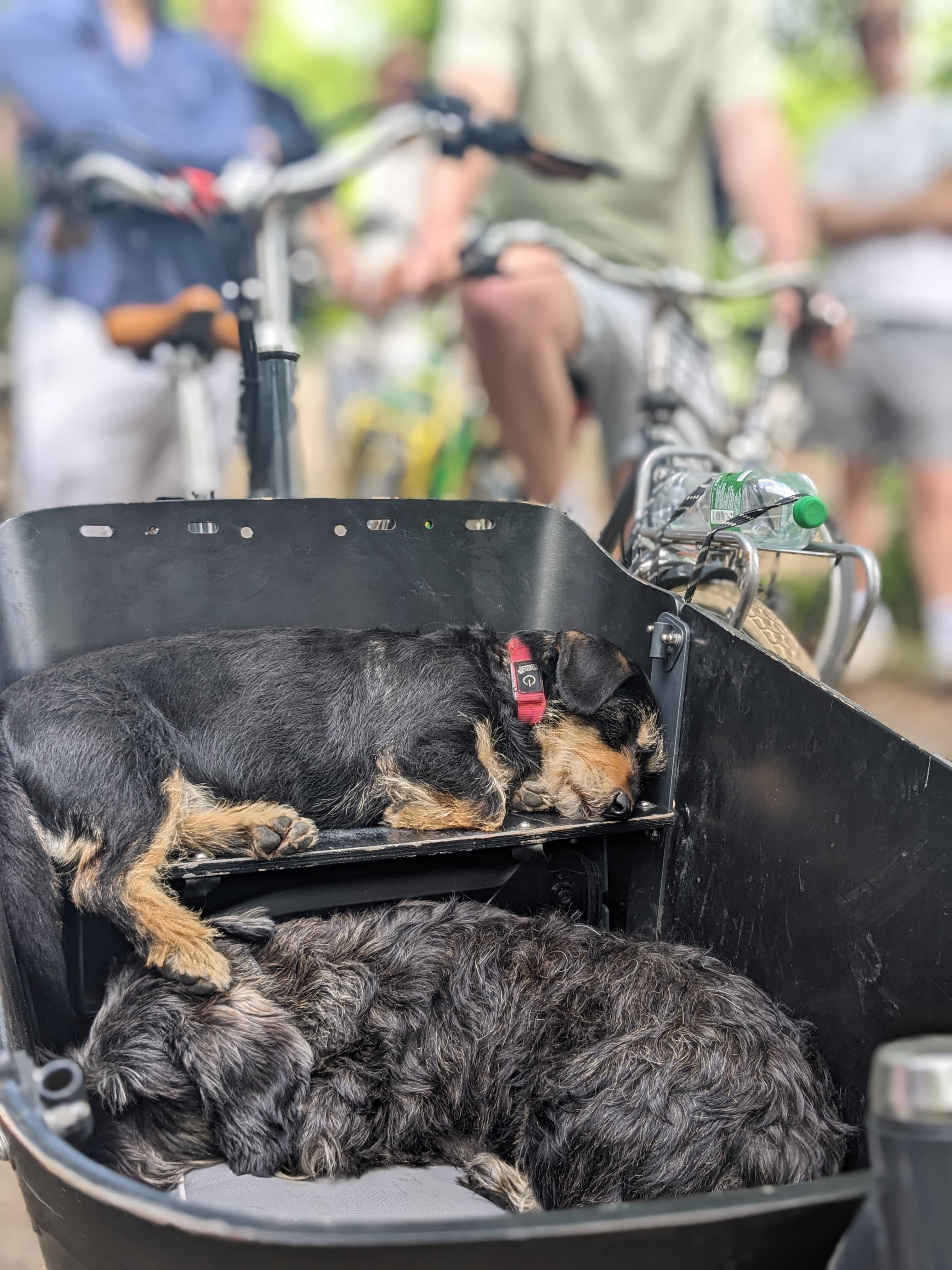 Doggy Bag Tours