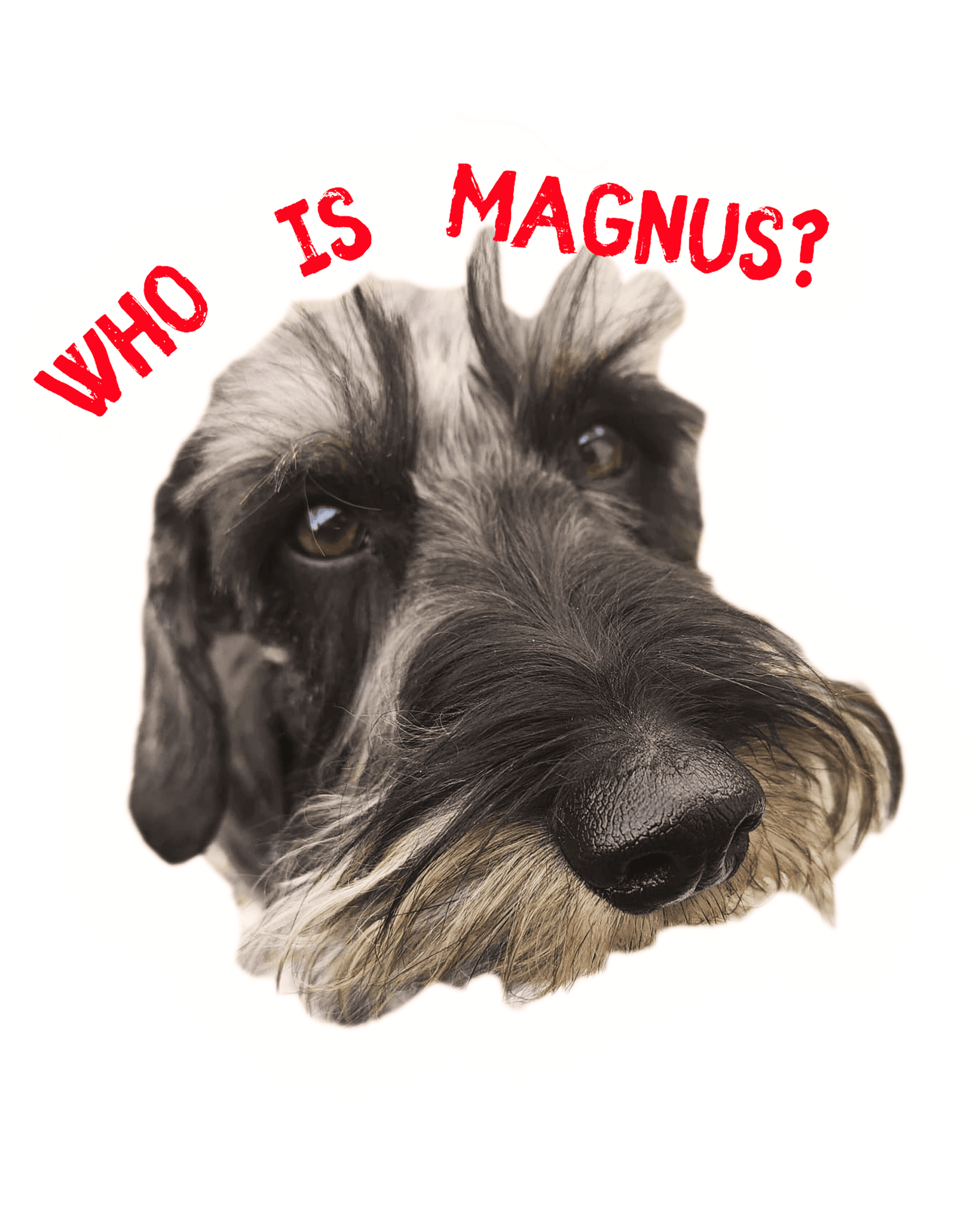 Magnus, der Begrüßungs-Dackel von Doggy Bag Tours