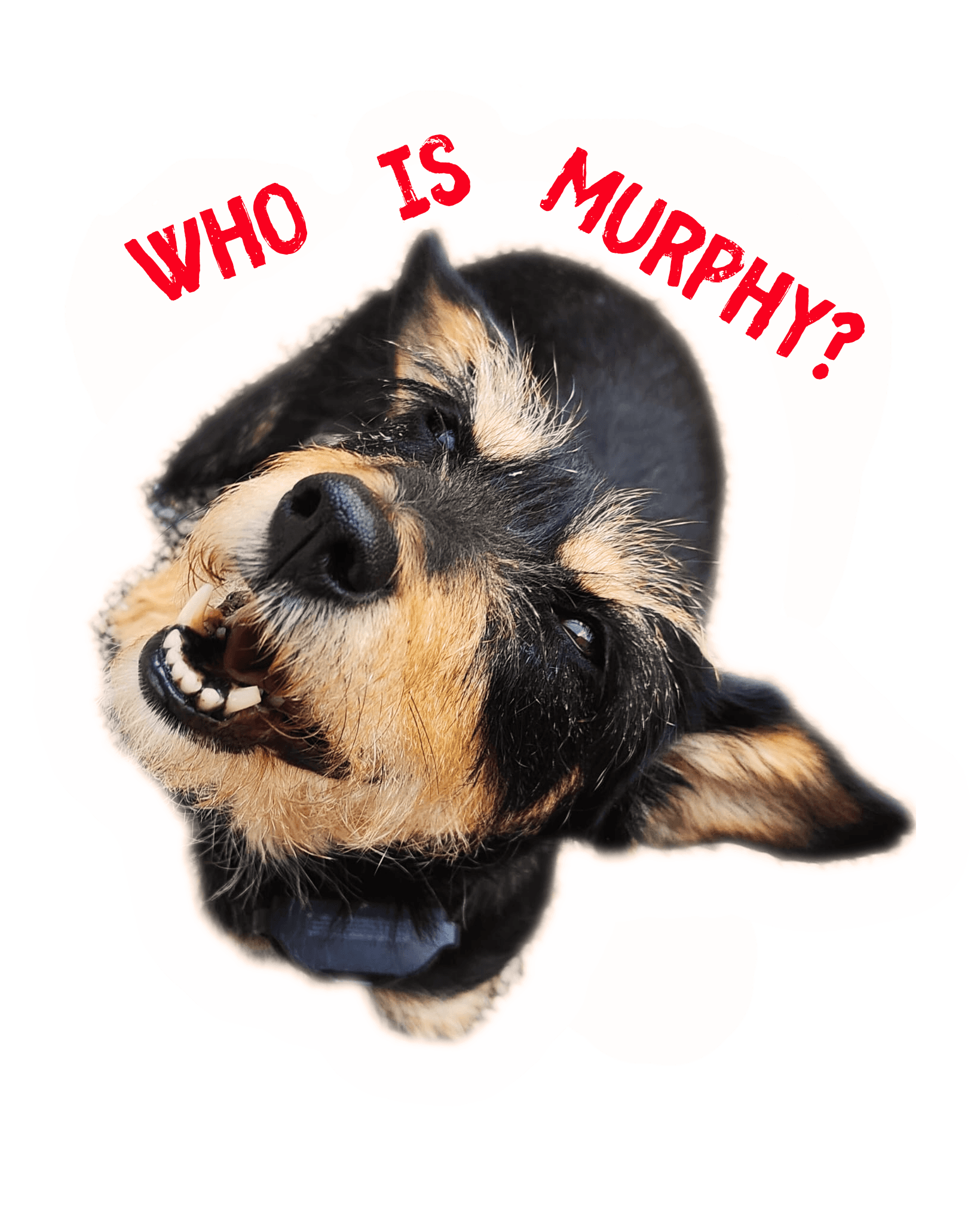 Murphy, das Maskottchen von Doggy Bag Tours