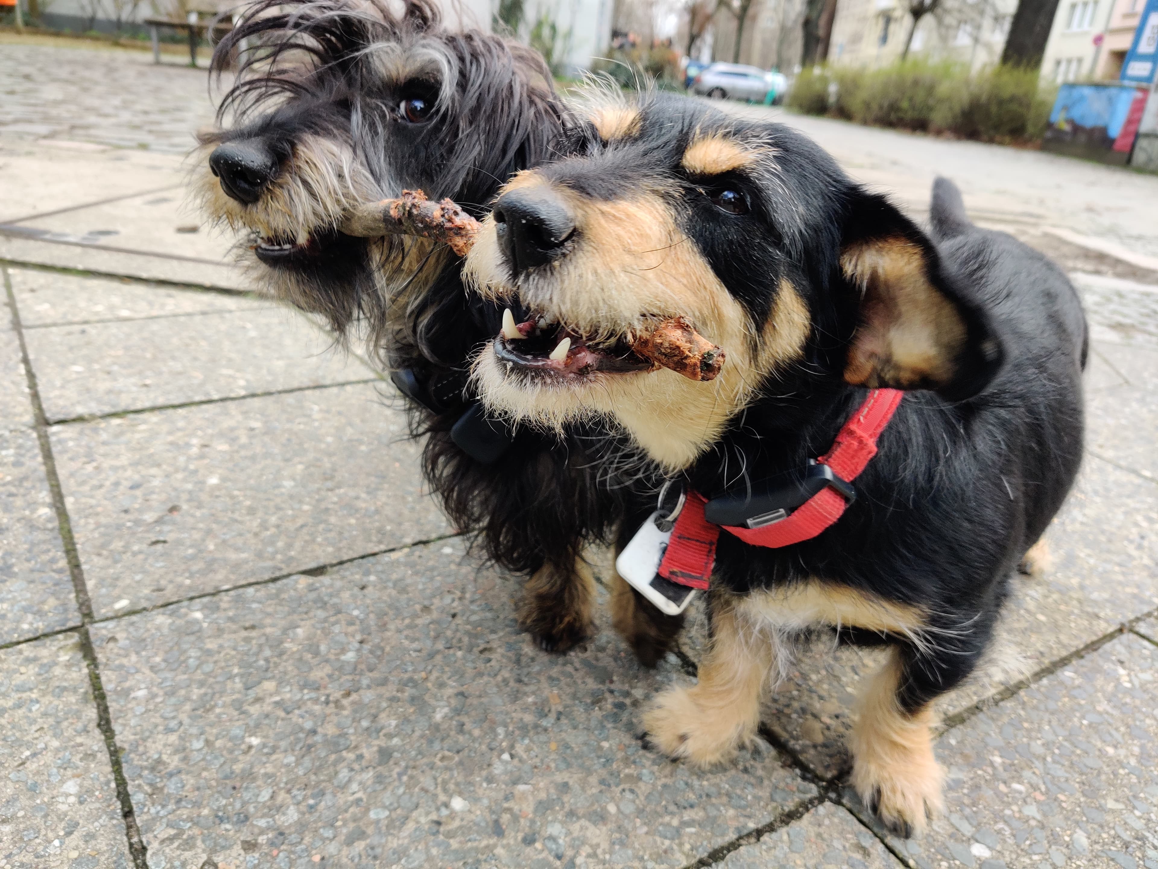 The Longest Little Dog Walk